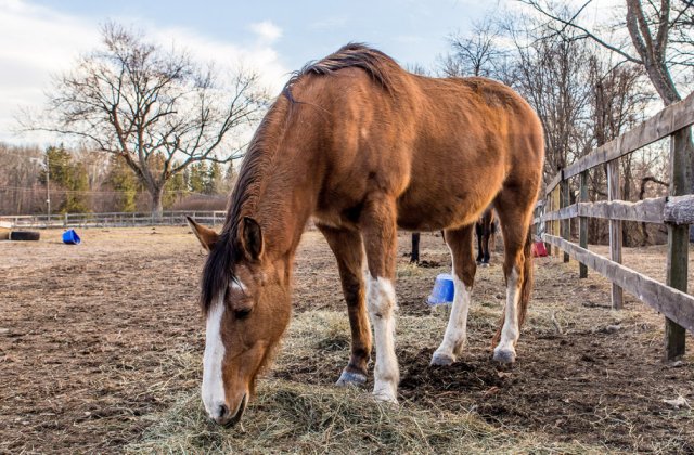 Fundacja Międzynarodowy Ruch na Rzecz Zwierząt – Viva!