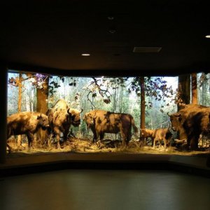 Muzeum Przyrodniczo Leśne Im. prof. Miklaszewskiego