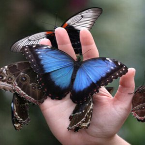 Muzeum Żywych Motyli