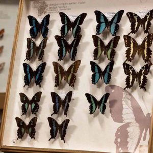 Muzeum Motyli Arthropoda