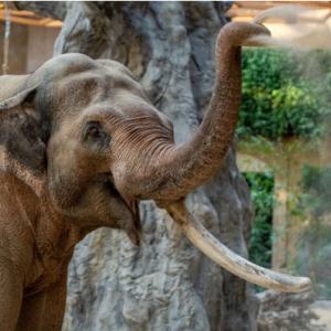 Miejski Ogród Zoologiczny Orientarium Łódź
