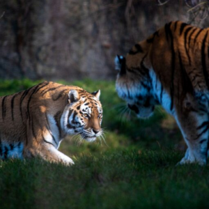 Miejski Ogród Zoologiczny Orientarium Łódź