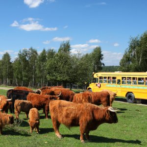 Bałtowski Kompleks Turystyczny